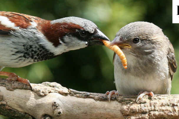 bird that feeds on insects crossword