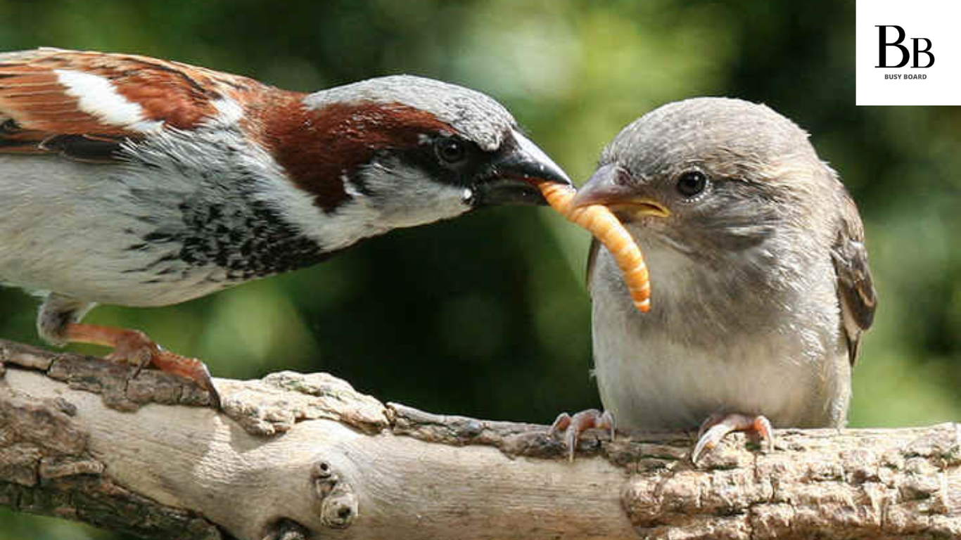 bird that feeds on insects crossword