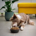 Is Blue Buffalo Good Dog Food