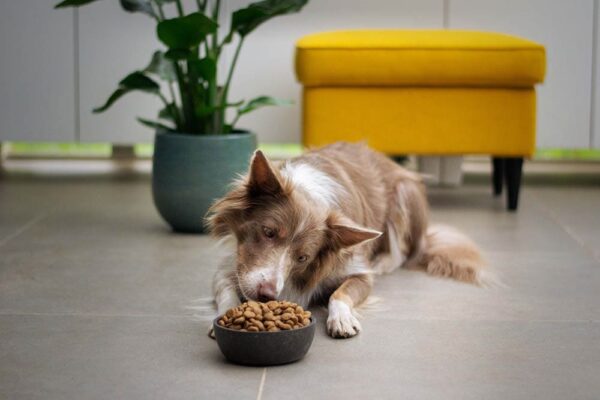 Is Blue Buffalo Good Dog Food? A Comprehensive Review for Pet Owners Is Blue Buffalo Good Dog Food